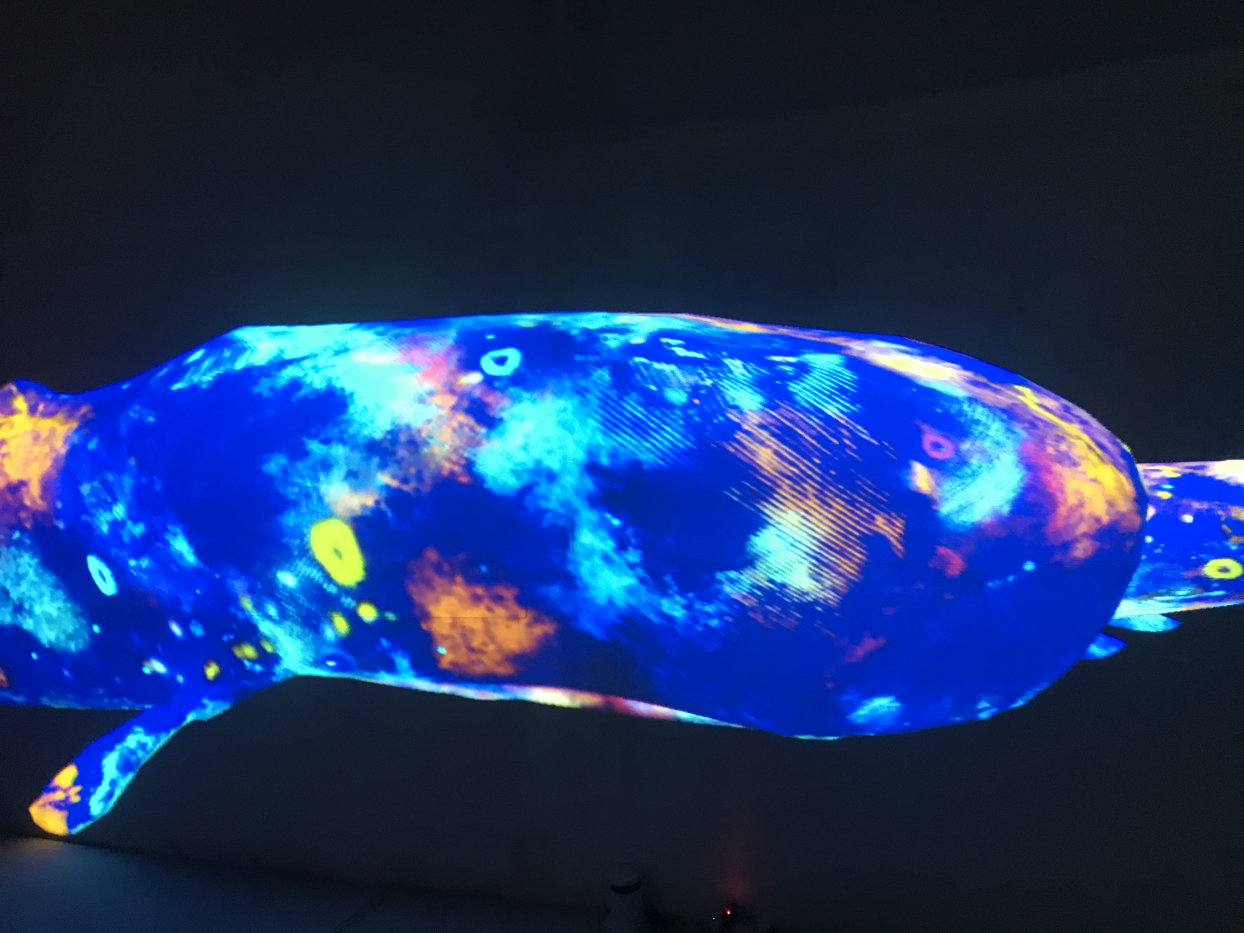 光影乐园互动光影展沉浸式投影花海鲸鱼岛