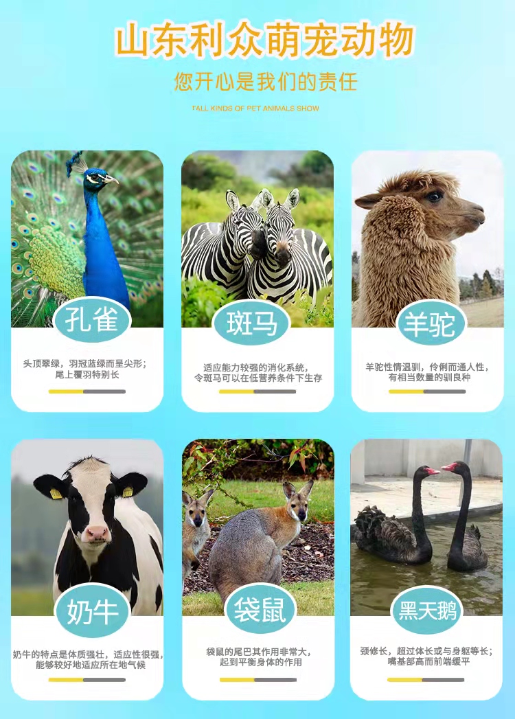 出租出售羊驼矮马梅花鹿孔雀鸵鸟浣熊租赁