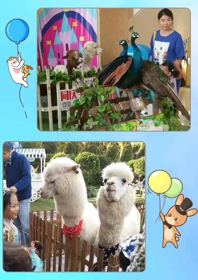 出租出售羊驼矮马梅花鹿孔雀鸵鸟浣熊租赁