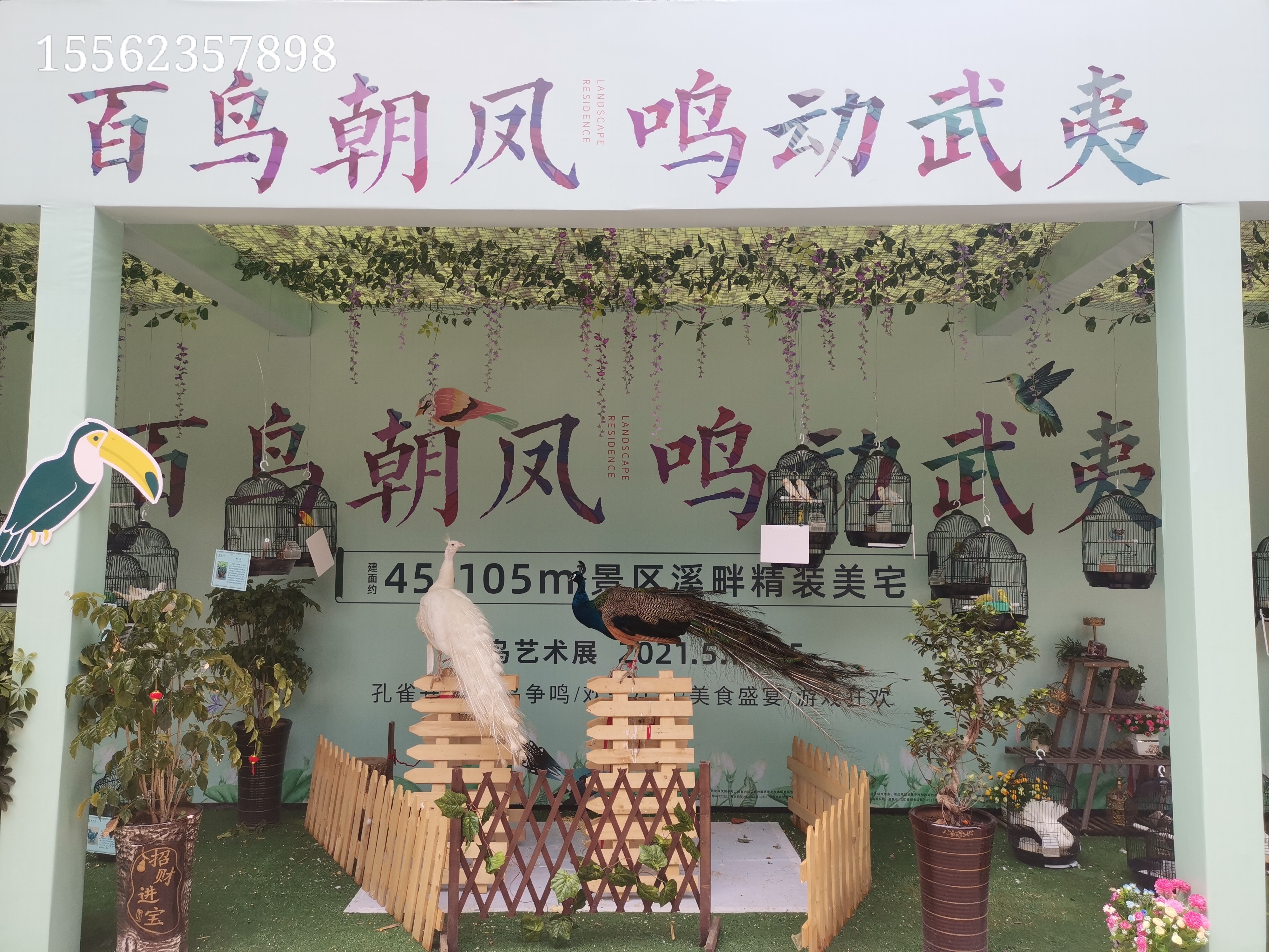 出租出售羊驼矮马梅花鹿孔雀鸵鸟浣熊租赁