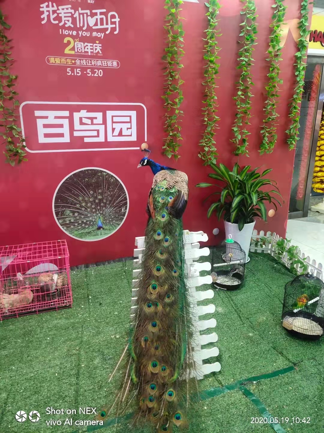 萌宠展商场互动人气火爆一手资源