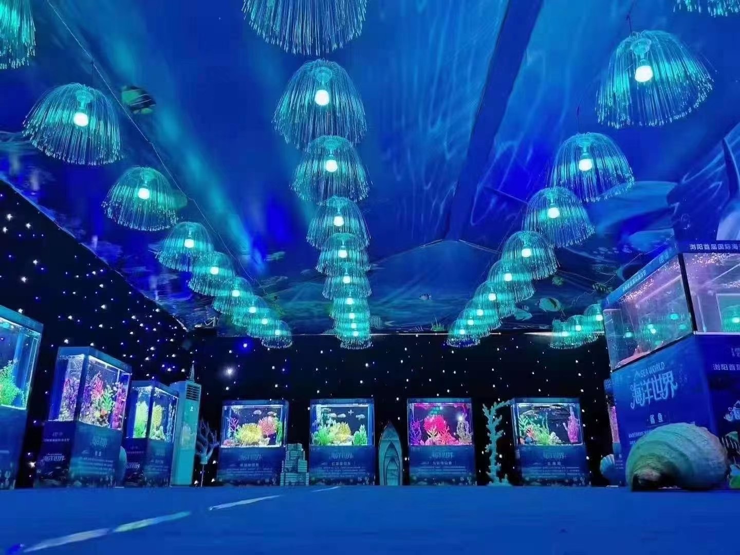海狮表演七天优惠多多适合商场开业吸引人气