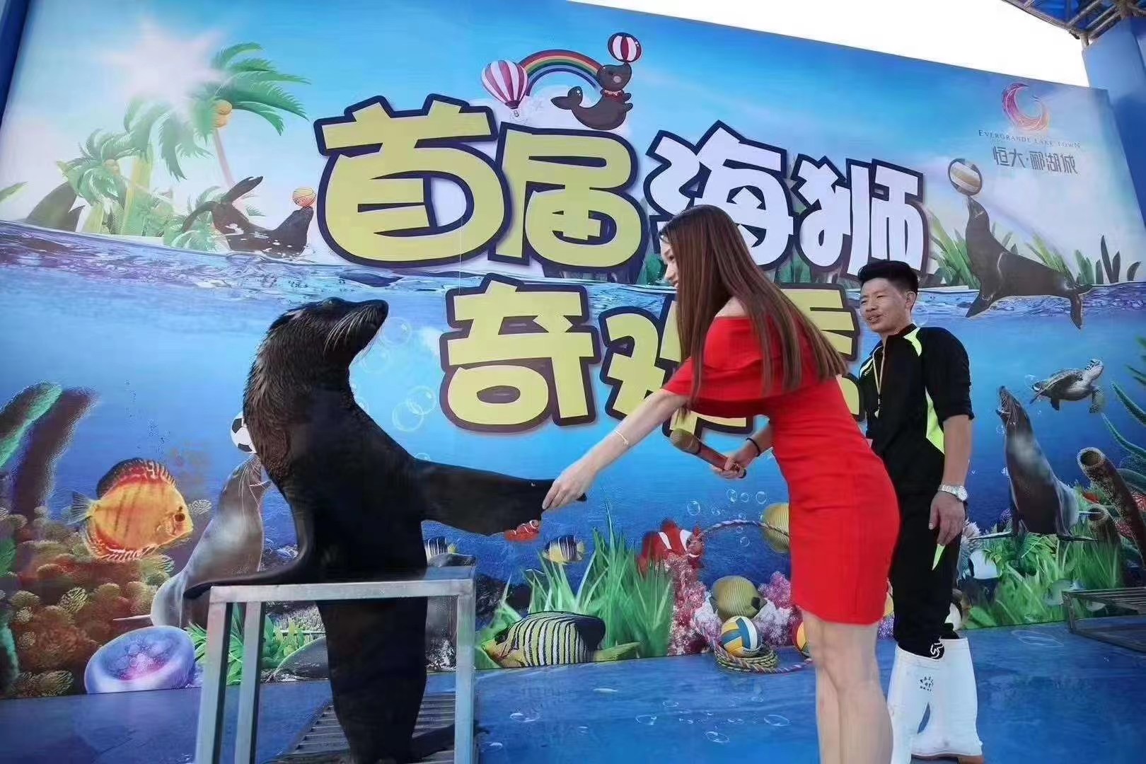 海狮表演七天优惠多多适合商场开业吸引人气