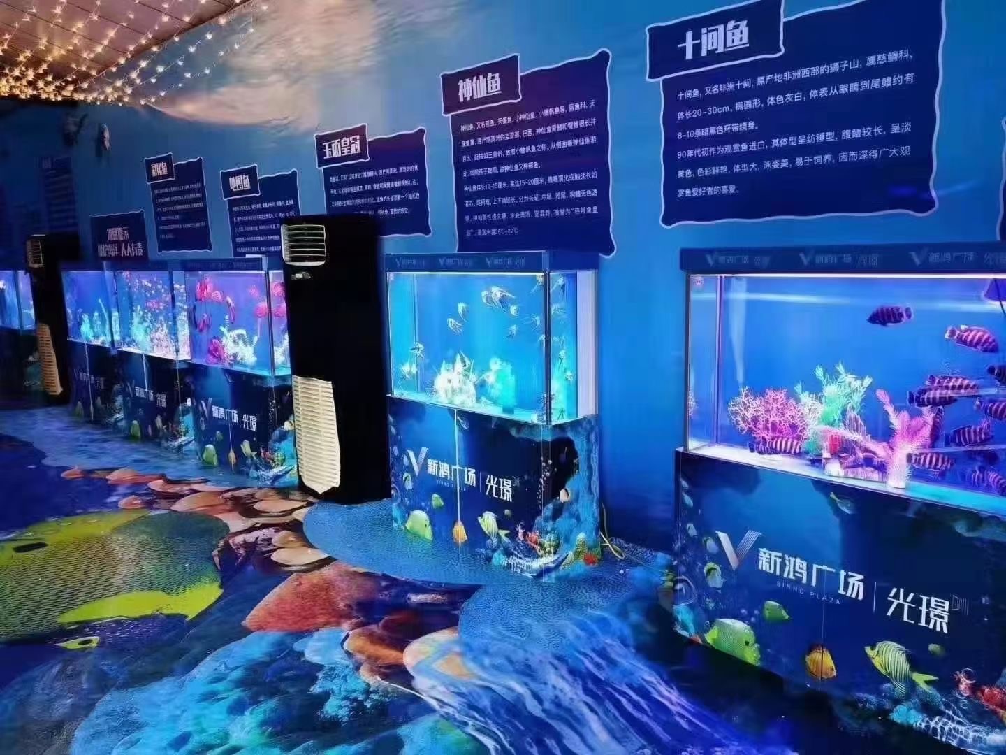 海狮表演七天优惠多多适合商场开业吸引人气