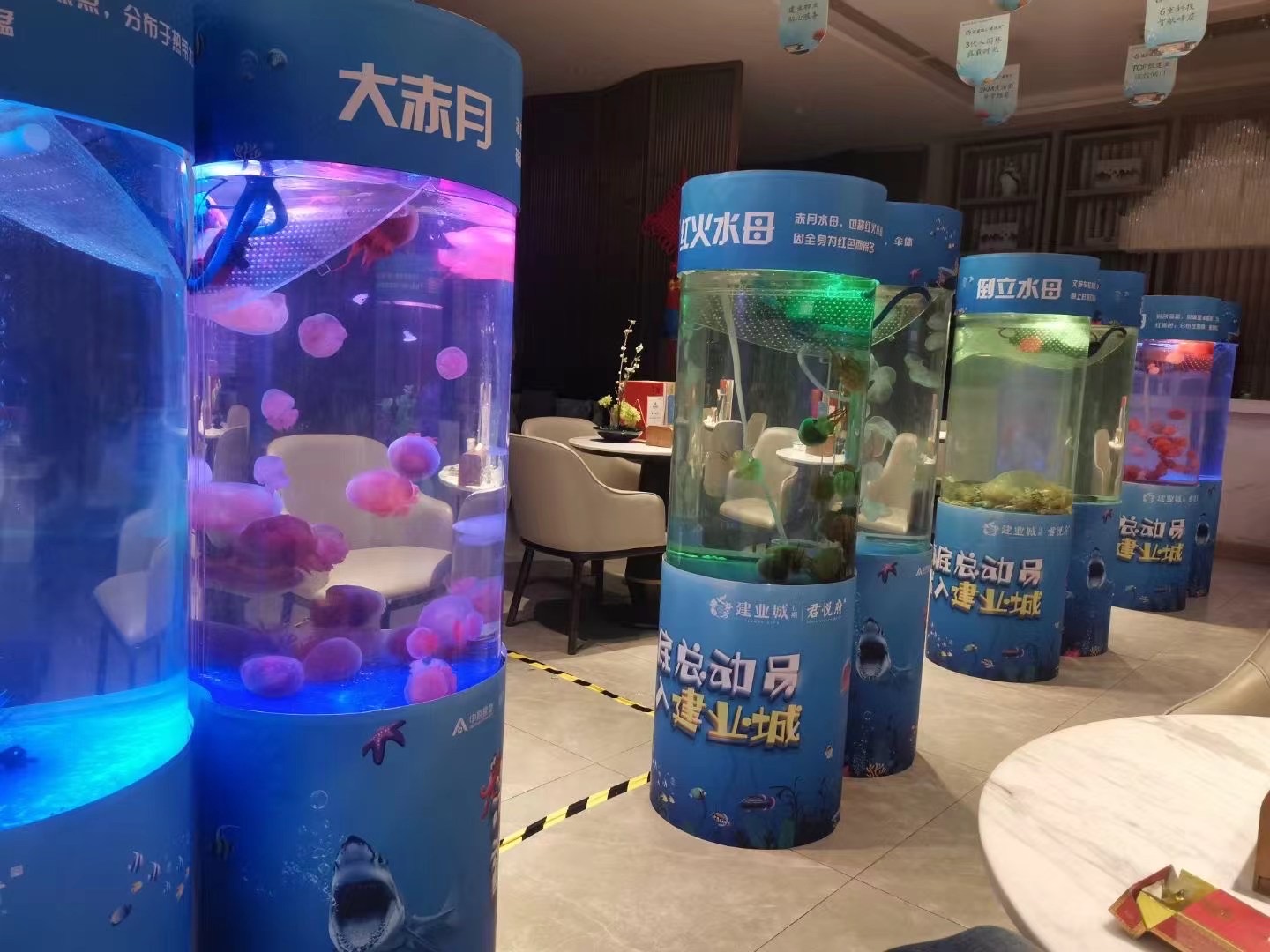 海狮表演七天优惠多多适合商场开业吸引人气