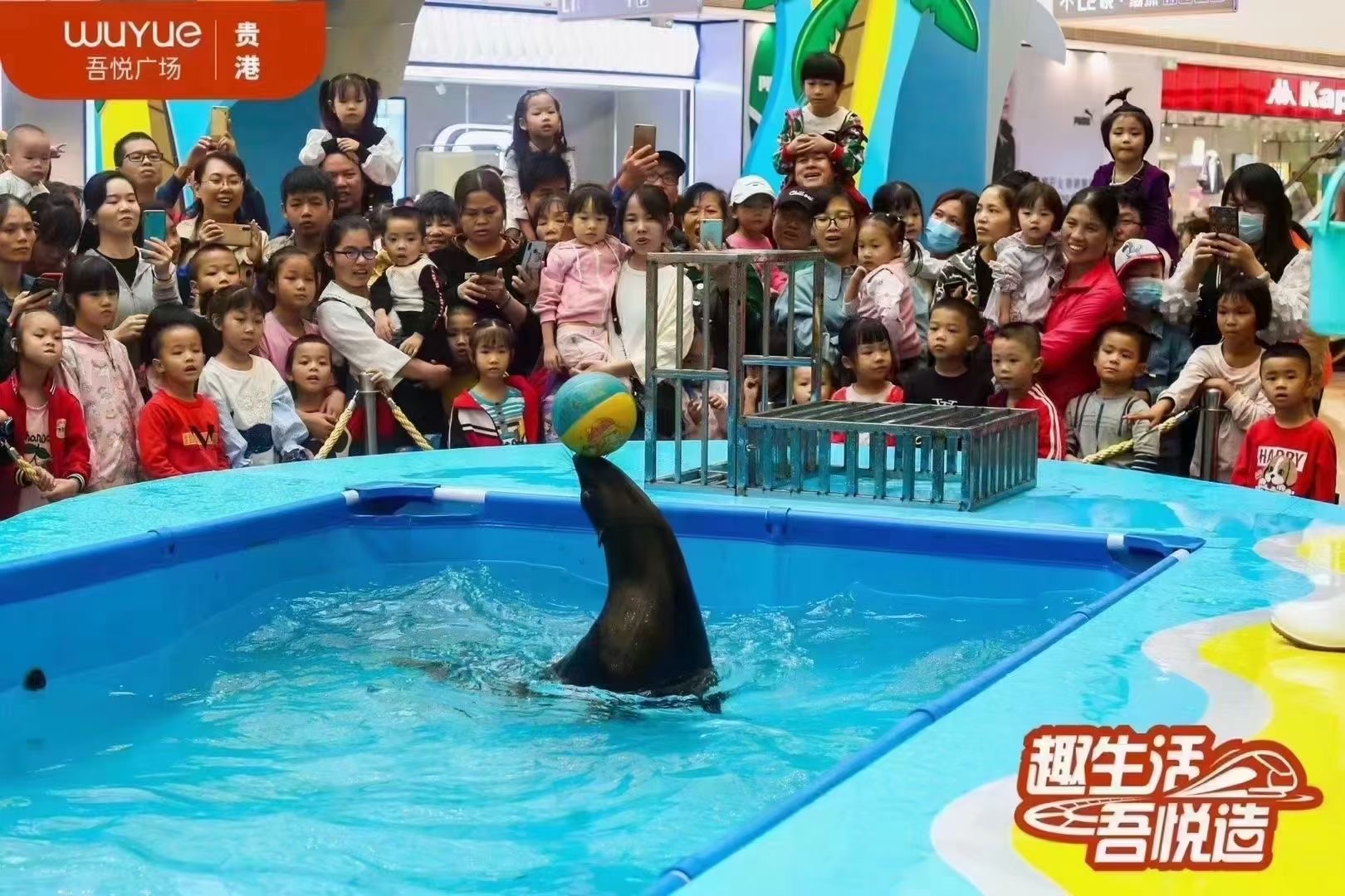 海狮表演七天优惠多多适合商场开业吸引人气