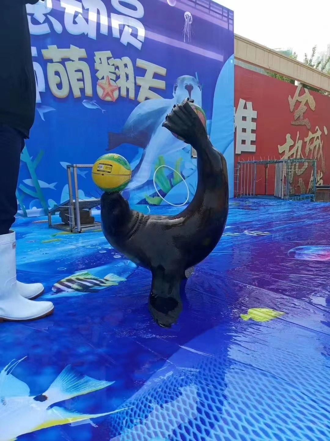 海狮表演七天优惠多多适合商场开业吸引人气