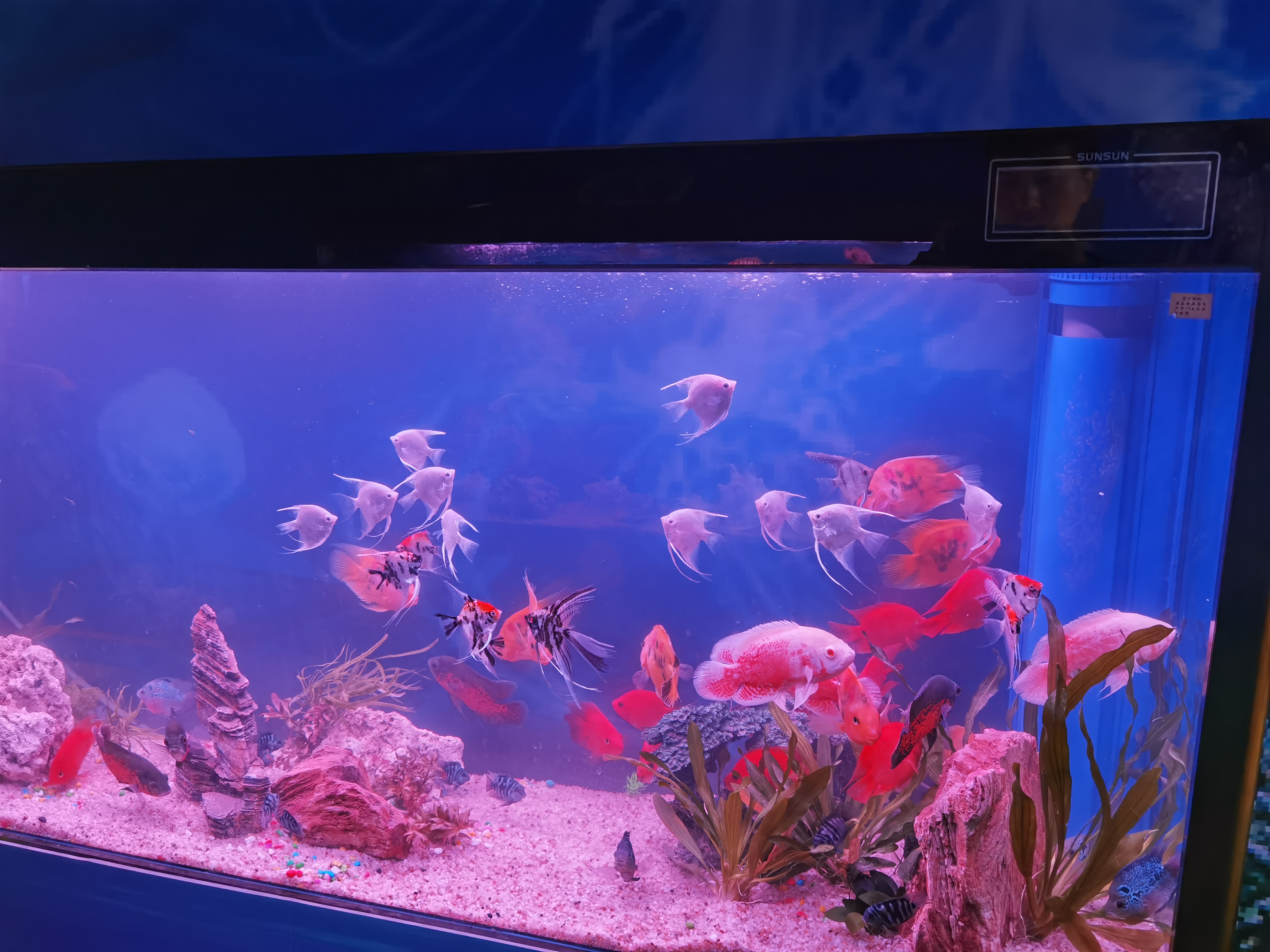海洋生物展出租 奇幻海洋生物鱼缸展览暖场