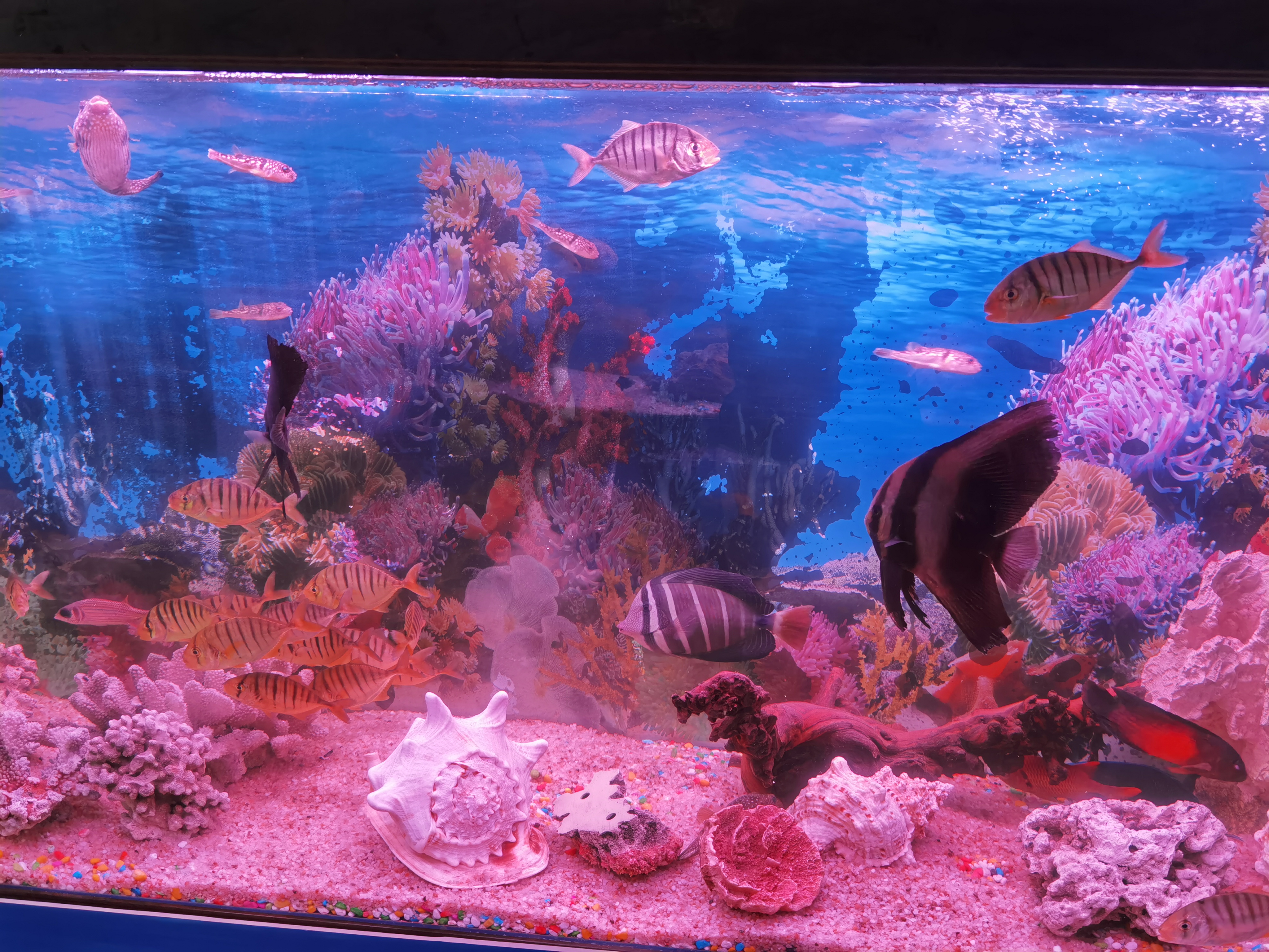 海洋生物展出租 奇幻海洋生物鱼缸展览暖场