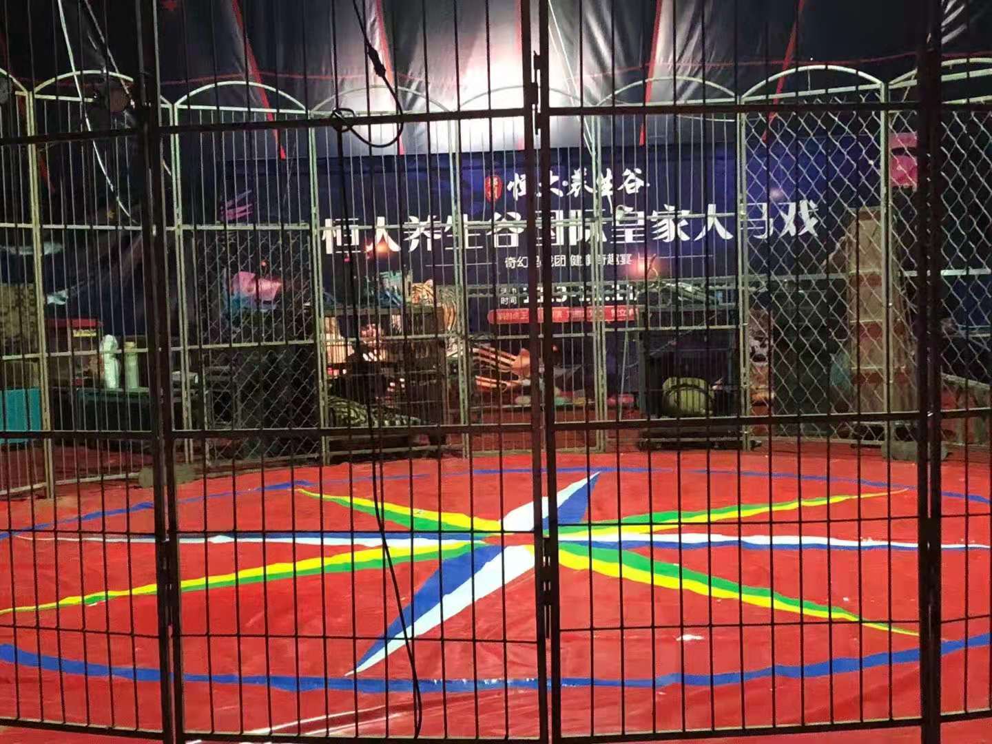马戏团表演出租暖场 动物演出团队