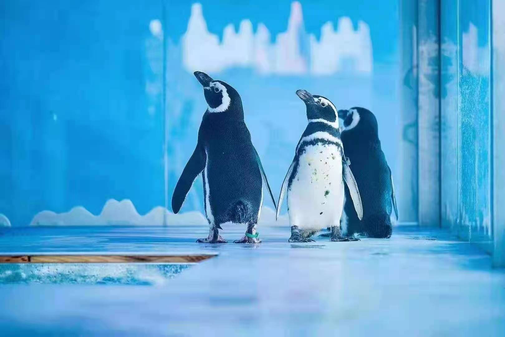 企鹅租赁出租 活体企鹅展览暖场 地产开盘商场周年庆活动