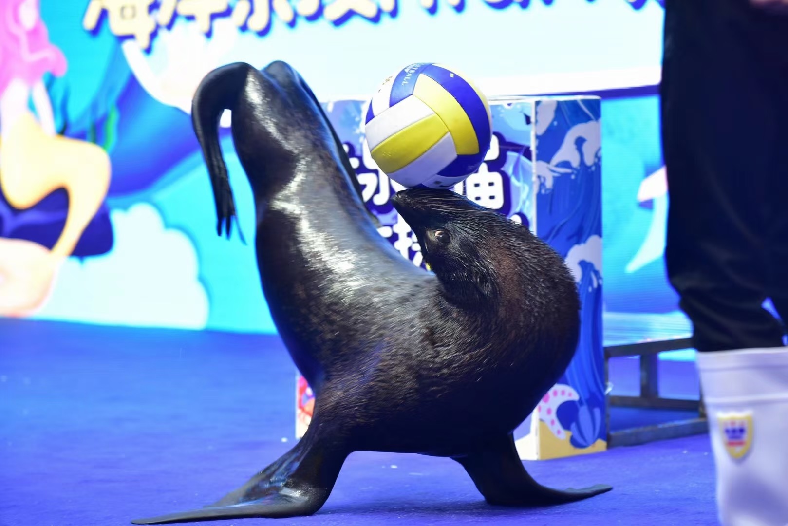 海狮表演出租巡场
