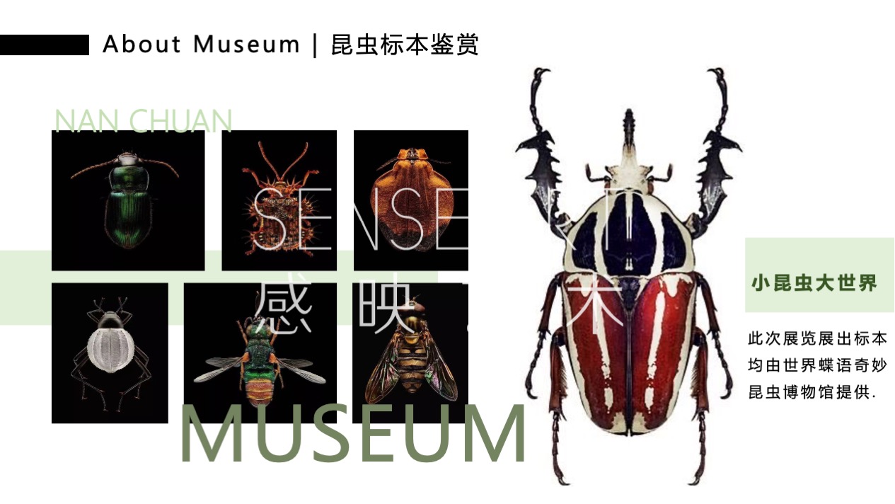 【虫语森灵博物馆】白俄罗斯插画艺术家主题IP美陈装置展