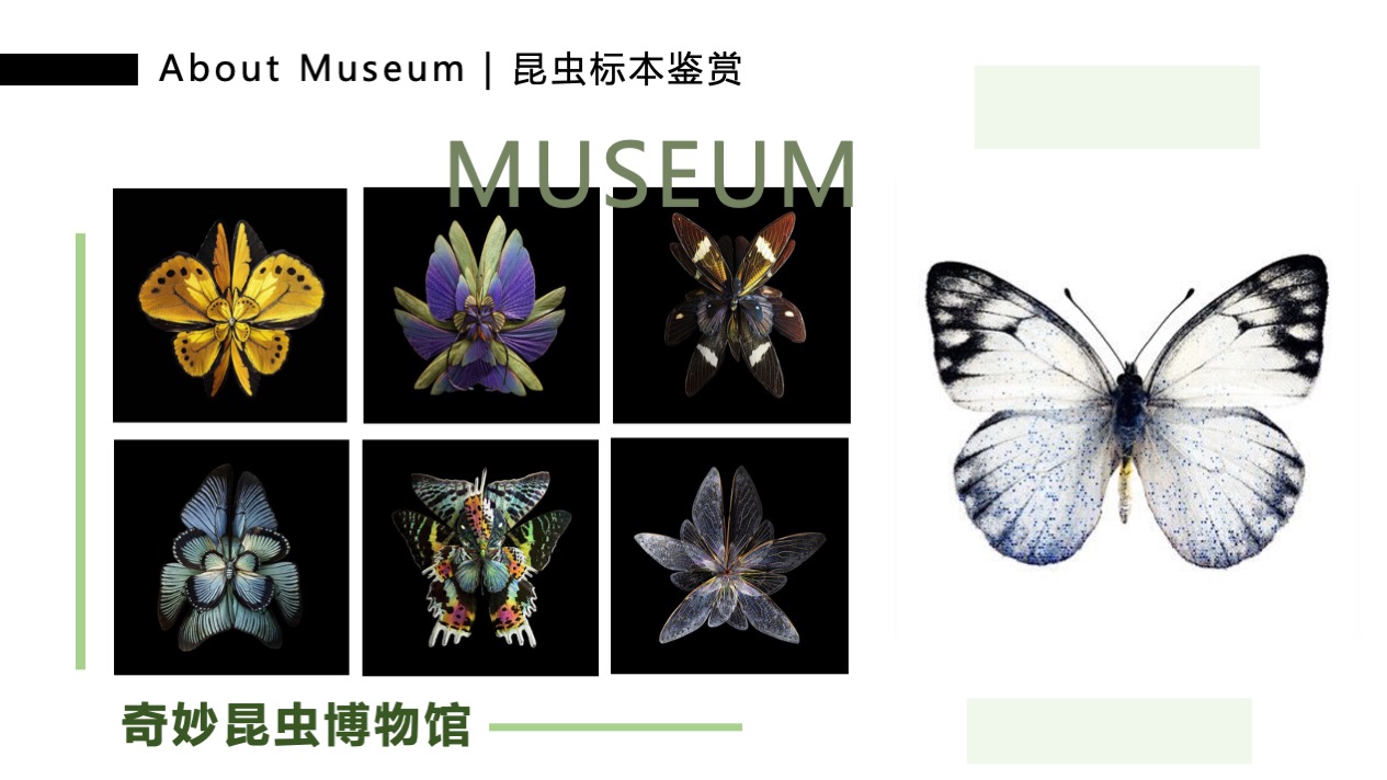 【虫语森灵博物馆】白俄罗斯插画艺术家主题IP美陈装置展