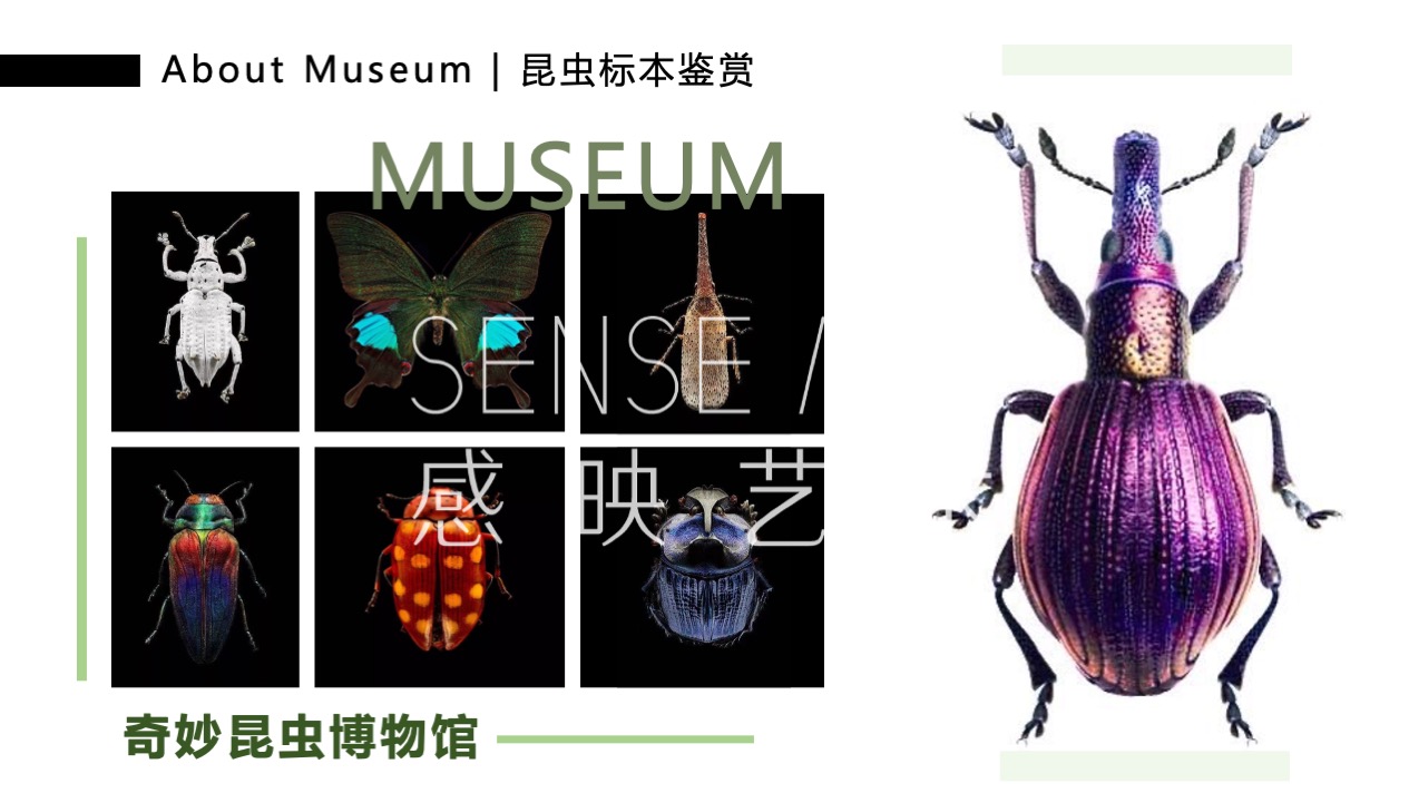 【虫语森灵博物馆】白俄罗斯插画艺术家主题IP美陈装置展