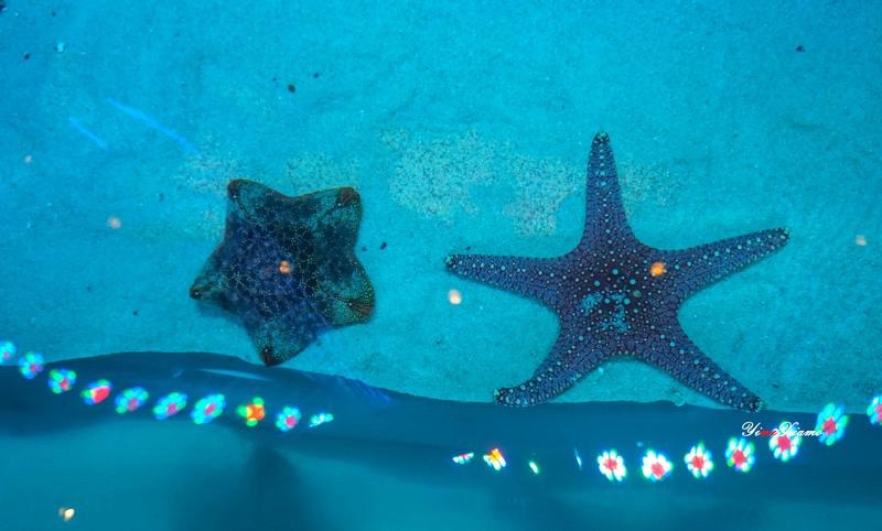 海星触摸池海洋生物科普海洋展