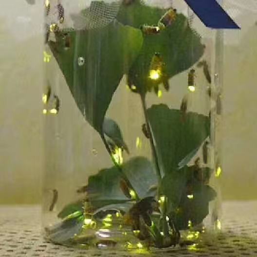 中秋节国庆节萤火虫浪漫放飞儿童科普开放仪式噱头