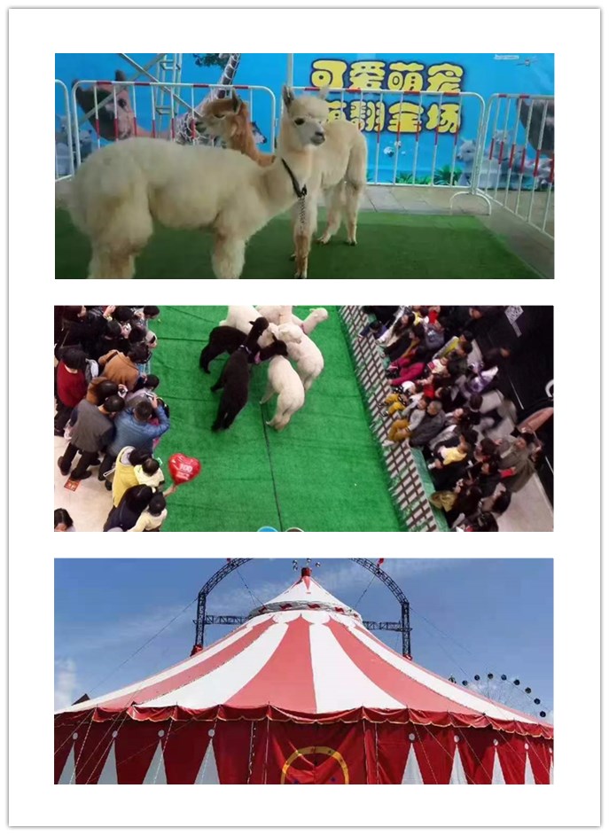 马戏团表演出租 地产开盘庆典活动