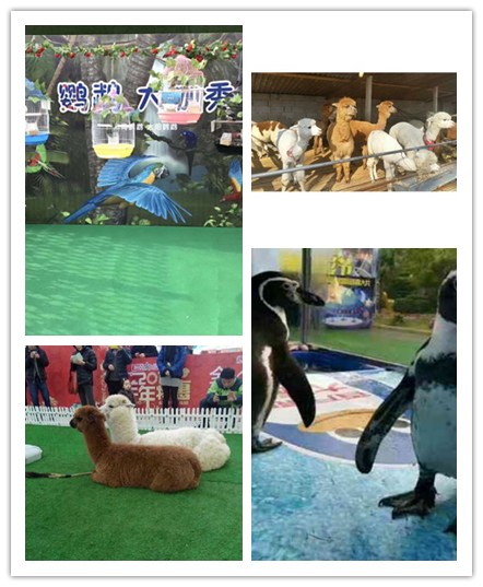 海狮表演出租常年提供