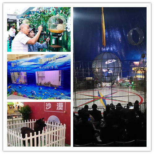 海狮表演出租常年提供