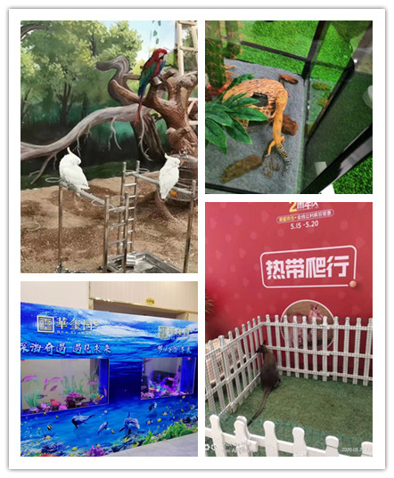 海狮表演出租常年提供