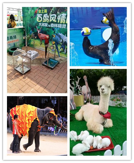 动物展览 萌宠表演出租活动资源长期供应