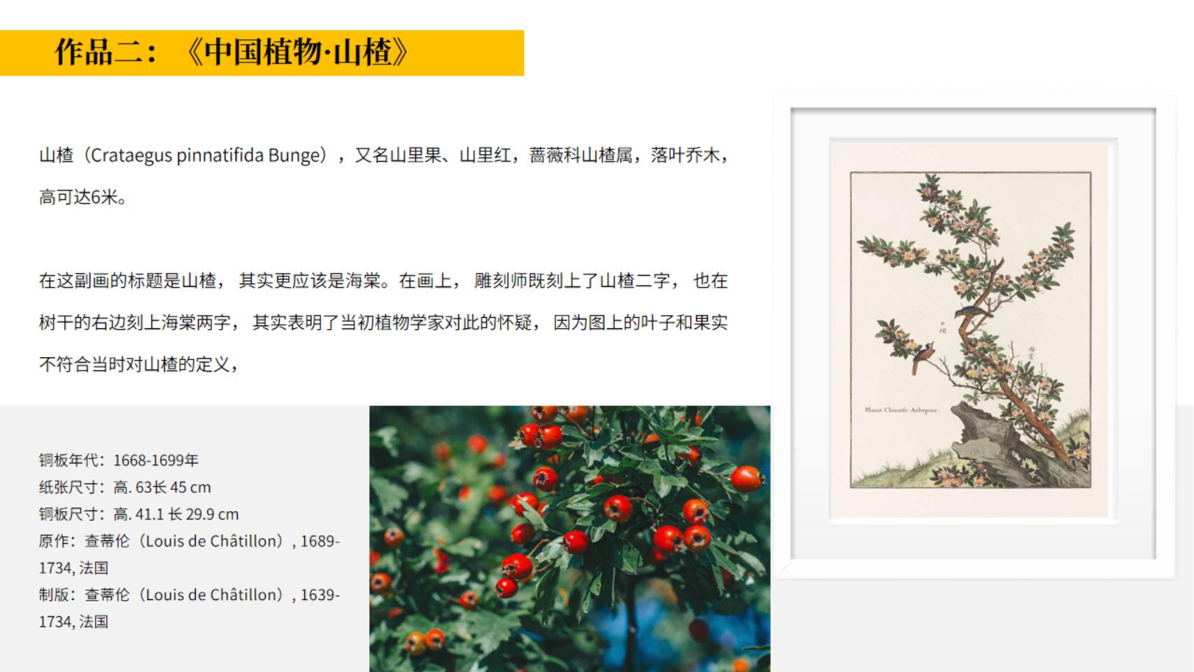 皇家植物宫廷花卉名画展—卢浮宫馆藏铜版画作品