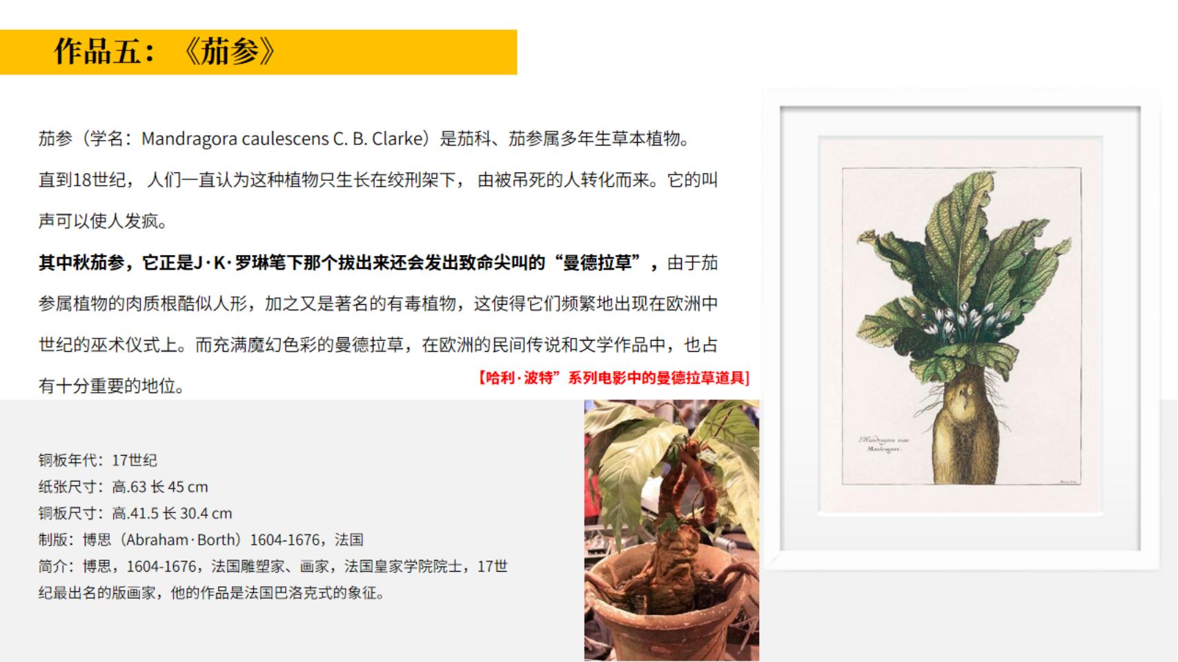 皇家植物宫廷花卉名画展—卢浮宫馆藏铜版画作品
