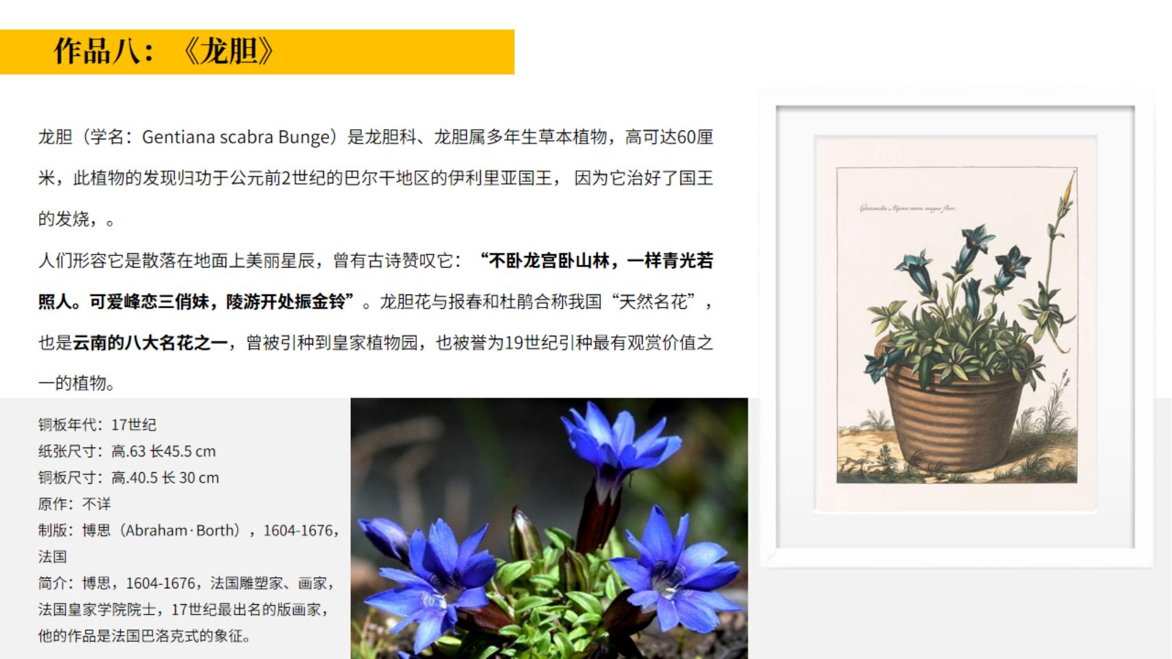 皇家植物宫廷花卉名画展—卢浮宫馆藏铜版画作品