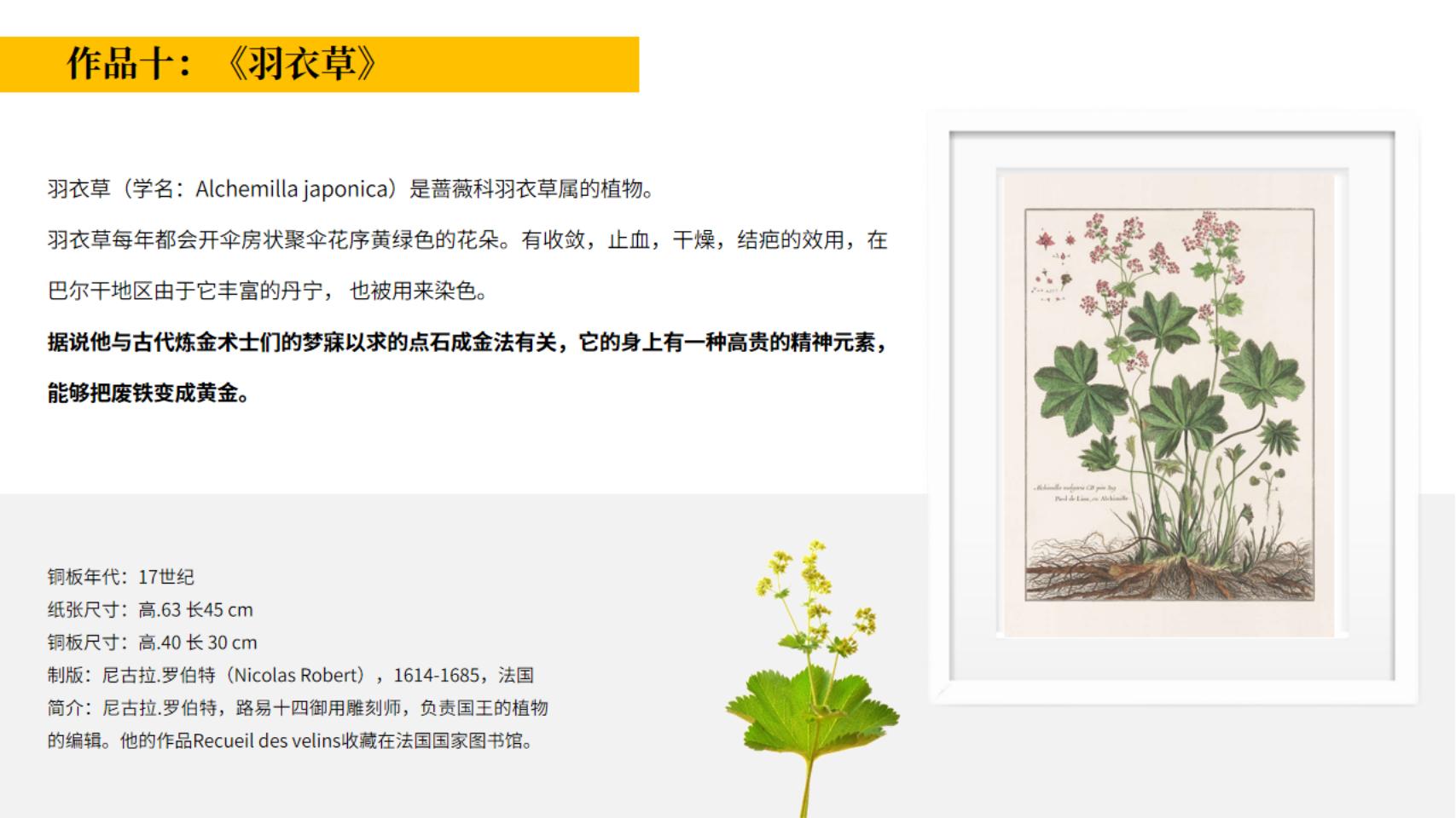 皇家植物宫廷花卉名画展—卢浮宫馆藏铜版画作品