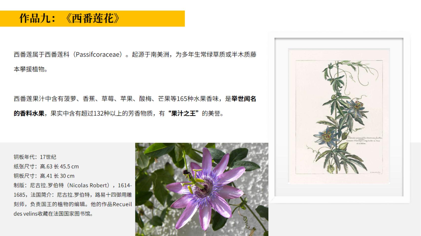 皇家植物宫廷花卉名画展—卢浮宫馆藏铜版画作品