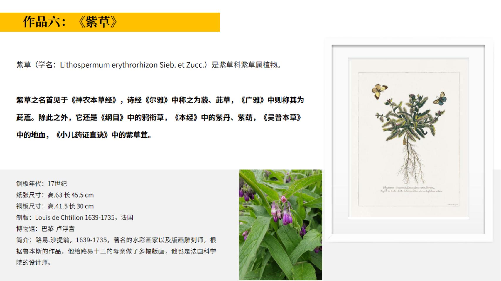 皇家植物宫廷花卉名画展—卢浮宫馆藏铜版画作品
