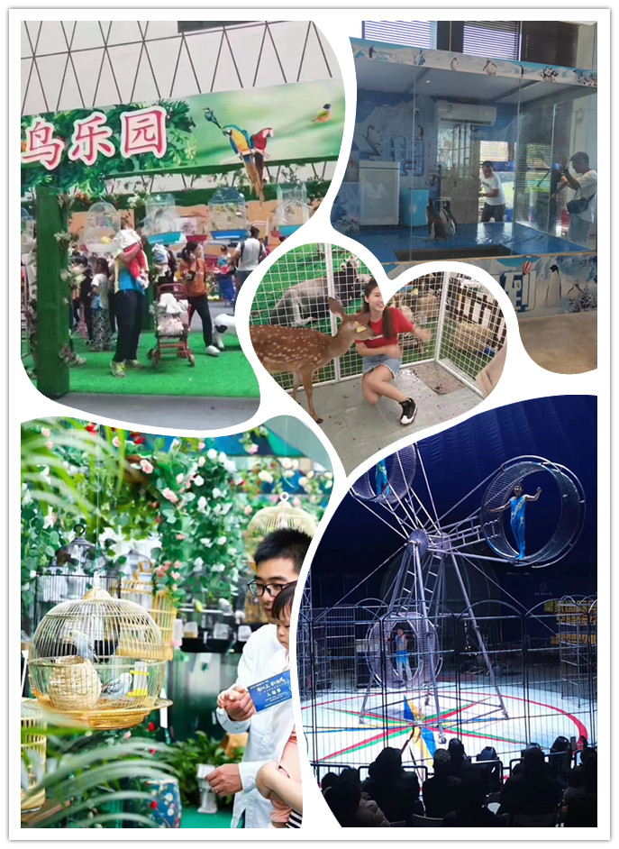 马戏表演 海洋生物展览出租