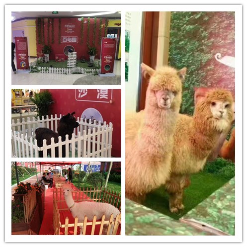 百鸟展展览 动物展览暖场互动