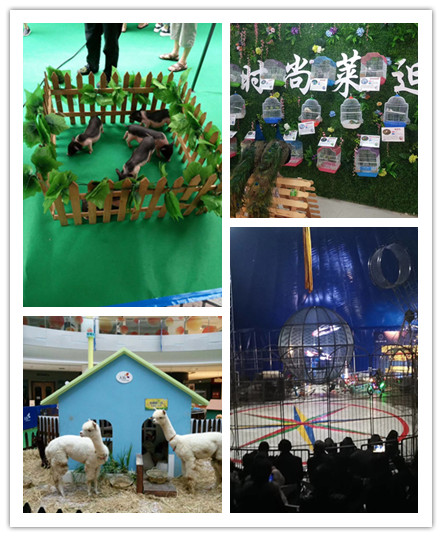百鸟展展览 动物展览暖场互动