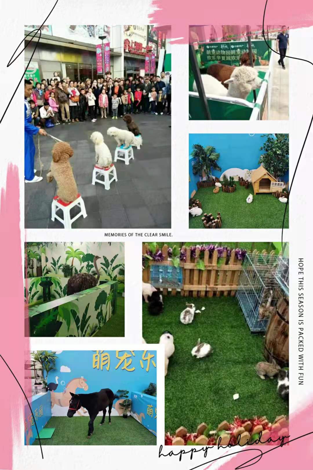 海狮表演活动商场暖场必备