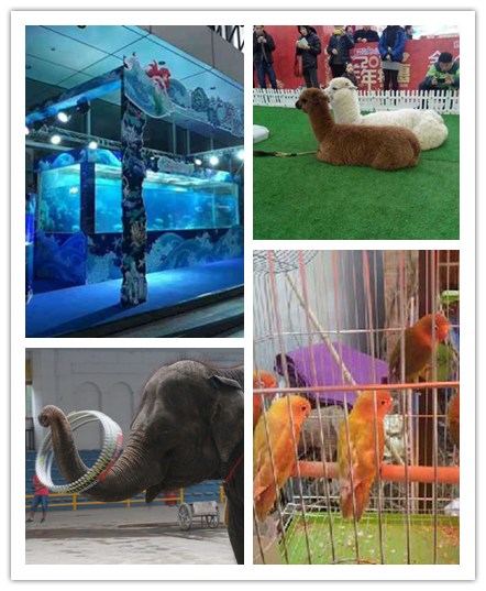 动物展览出租 羊驼展览