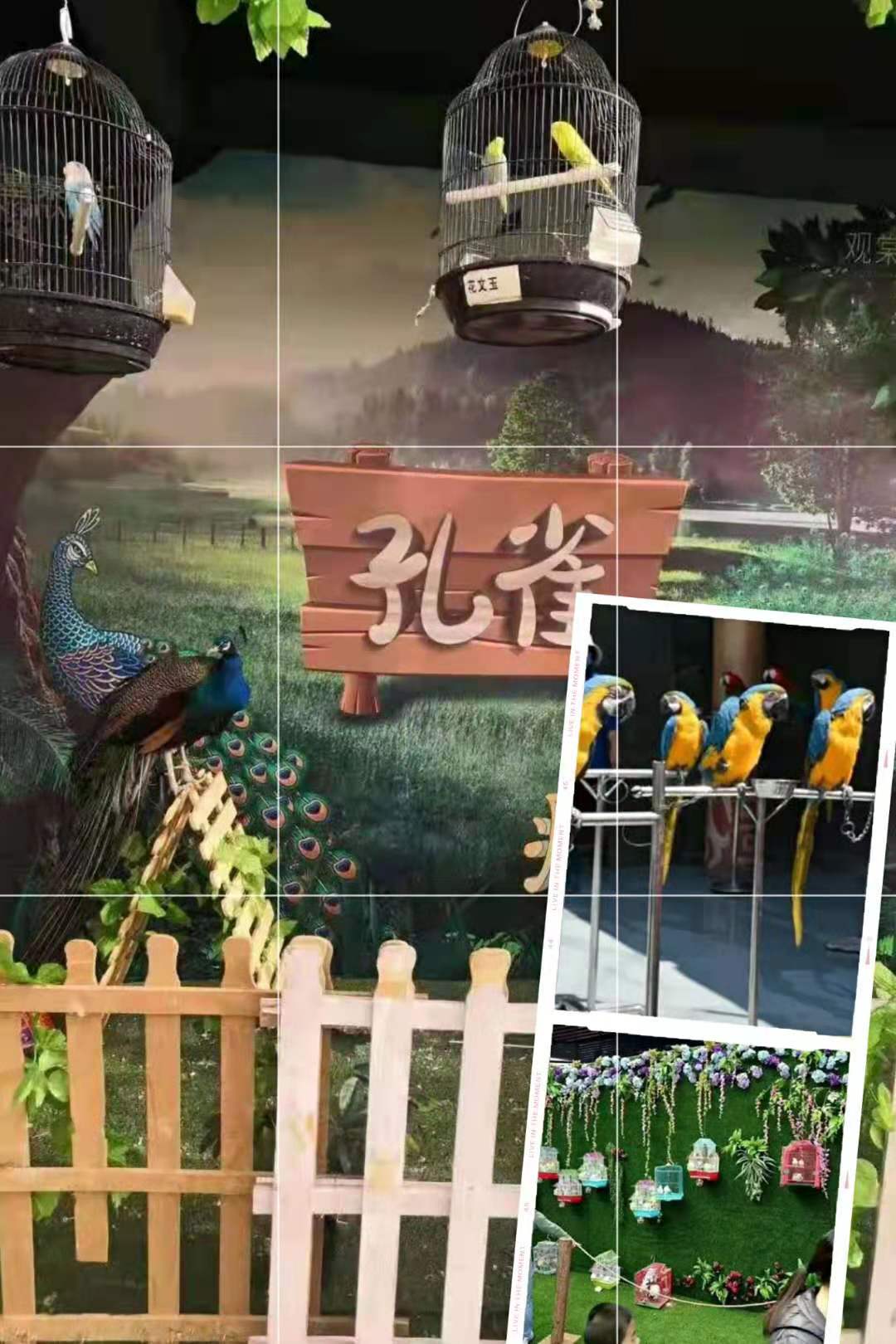 美人鱼表演出租 海洋生物展览