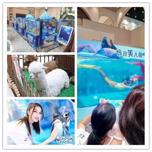 萌宠表演 动物展览出租暖场必备