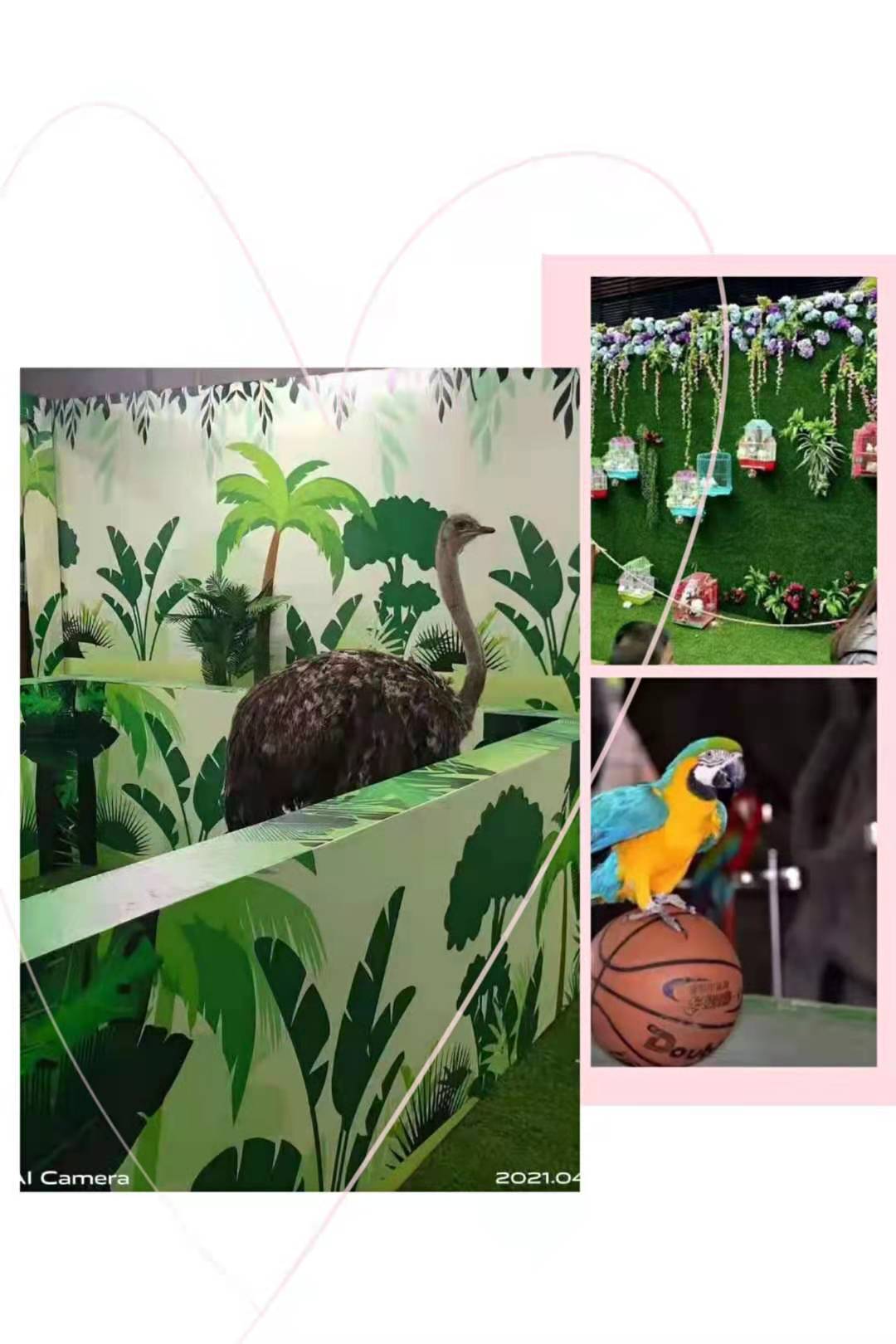 萌宠表演 动物展览出租暖场必备