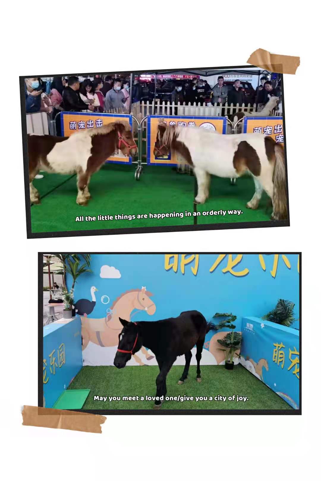鱼缸展展览出租 海洋生物展览