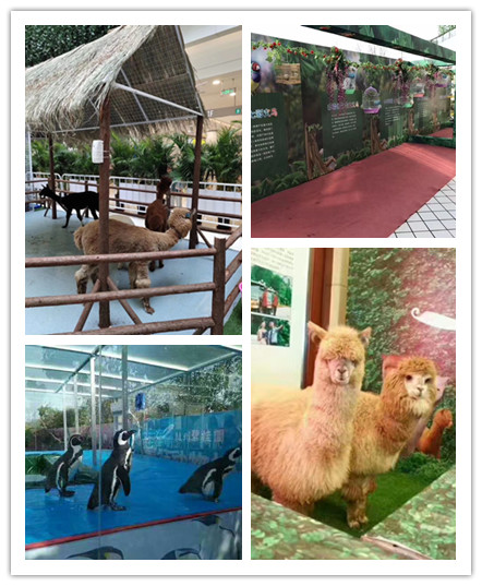 百鸟展展览 孔雀展览出租暖场必备