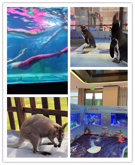 海狮表演展览租赁 