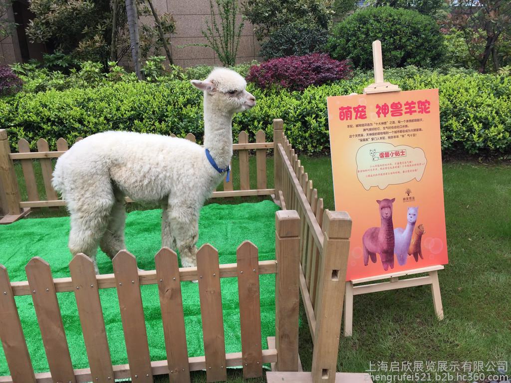 羊驼萌宠展览 孔雀展 动物展览 宠物乐园 矮马香猪展 百鸟展