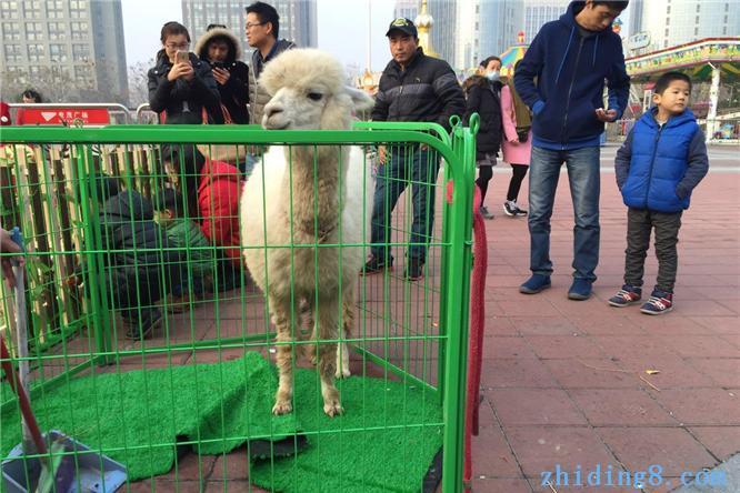 羊驼萌宠展览 孔雀展 动物展览 宠物乐园 矮马香猪展 百鸟展