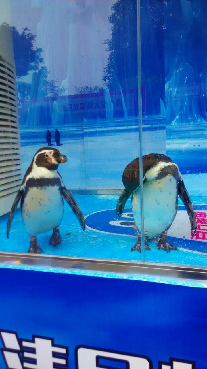 海狮表演 企鹅展览 海洋生物展览 美人鱼表演 鳄鱼表演 鱼缸