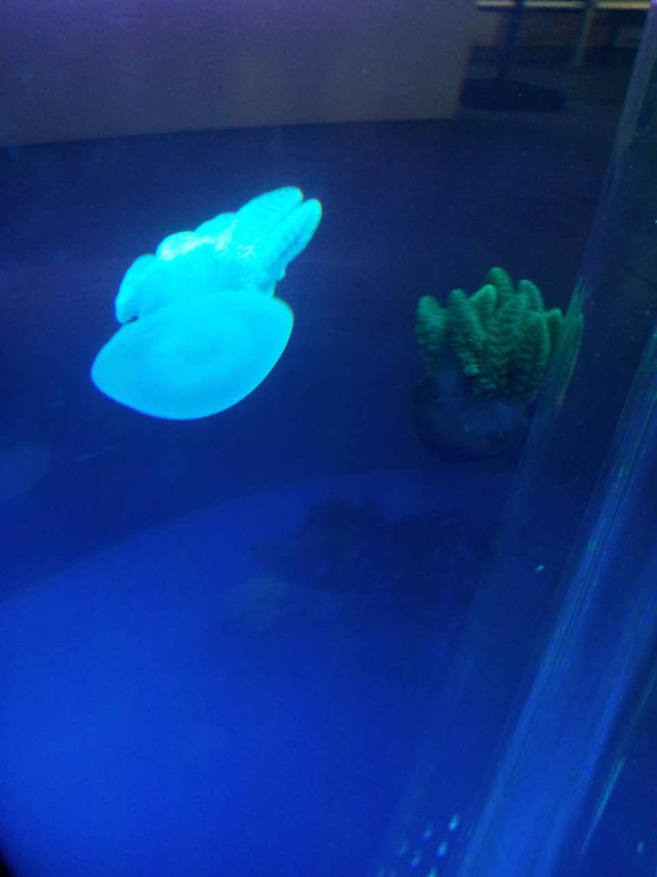 海狮表演 企鹅展览 海洋生物展览 美人鱼表演 鳄鱼表演 鱼缸
