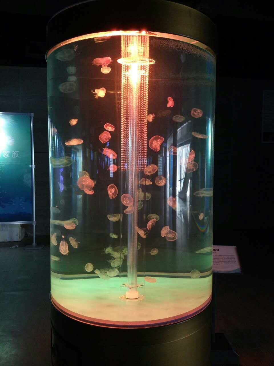 海狮表演 企鹅展览 海洋生物展览 美人鱼表演 鳄鱼表演 鱼缸