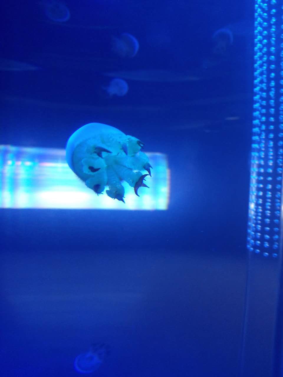 海狮表演 企鹅展览 海洋生物展览 美人鱼表演 鳄鱼表演 鱼缸