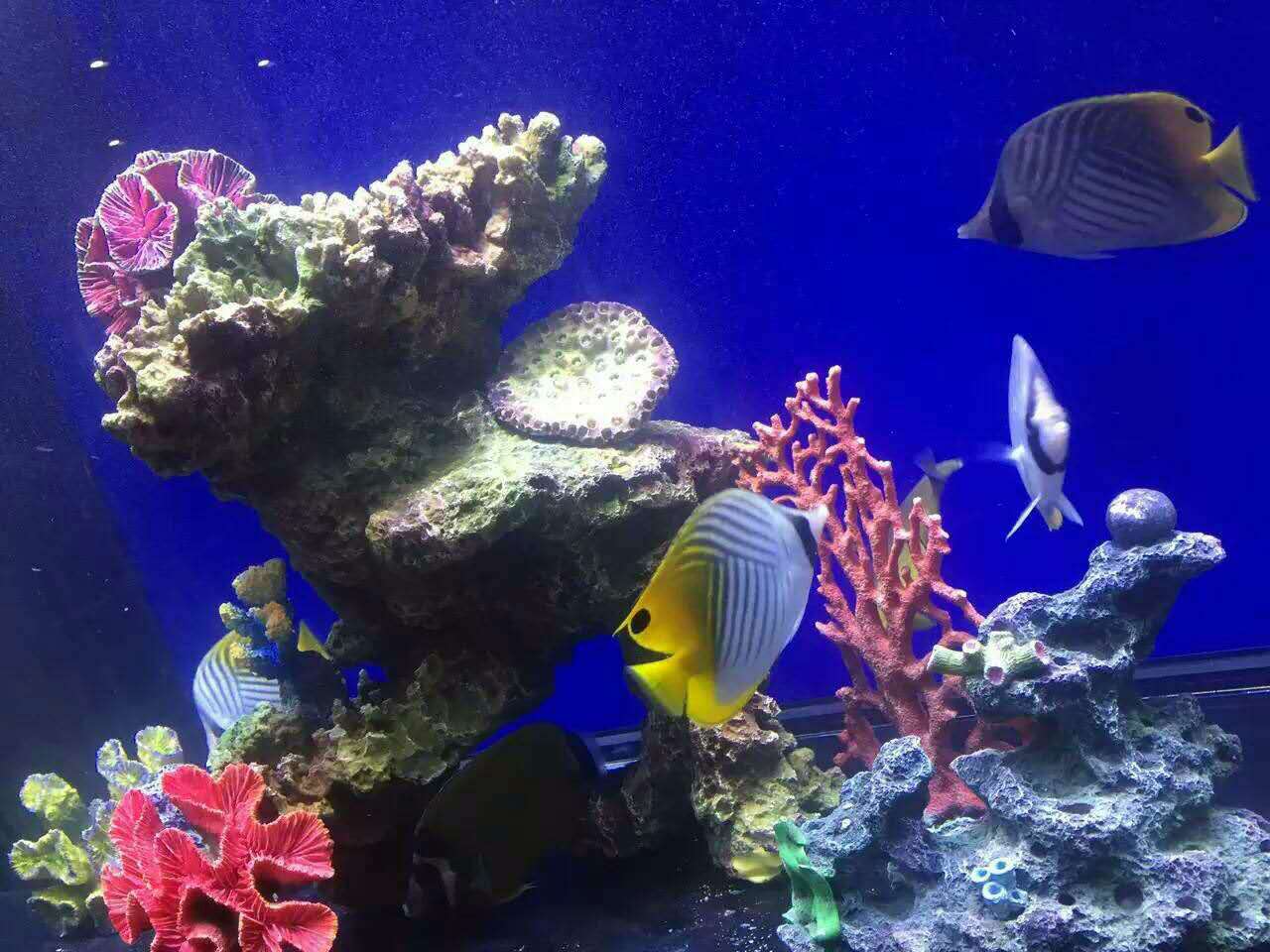 海狮表演 企鹅展览 海洋生物展览 美人鱼表演 鳄鱼表演 鱼缸